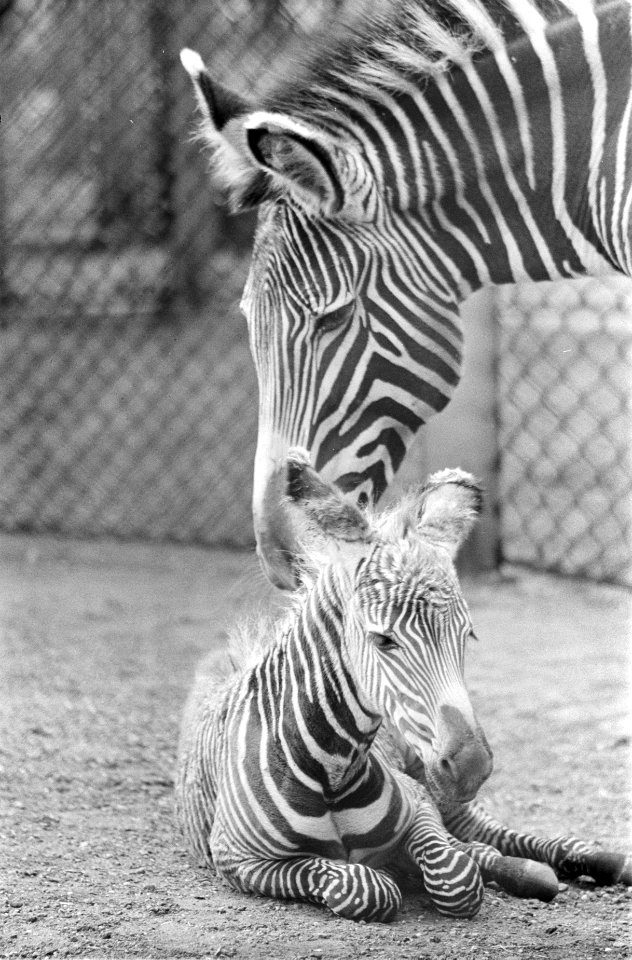 Jonge Grevys zebra van een week oud voor het eerst buiten in Artis, Bestanddeelnr 915-2001