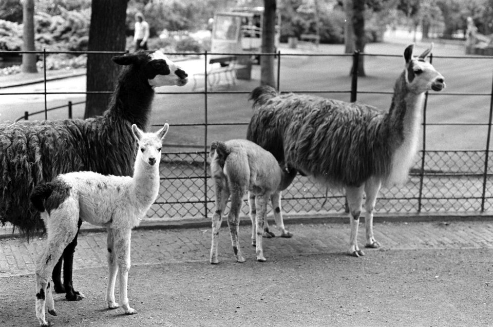 Jonge lamas in Artis, Bestanddeelnr 927-3043