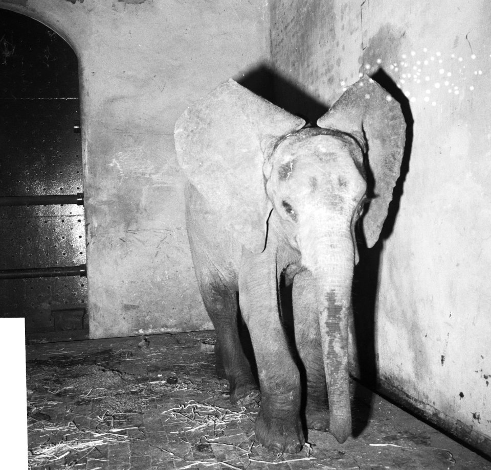 Jonge olifant in Blijdorp Bibi in zijn nieuwe omgeving, Bestanddeelnr 913-3524