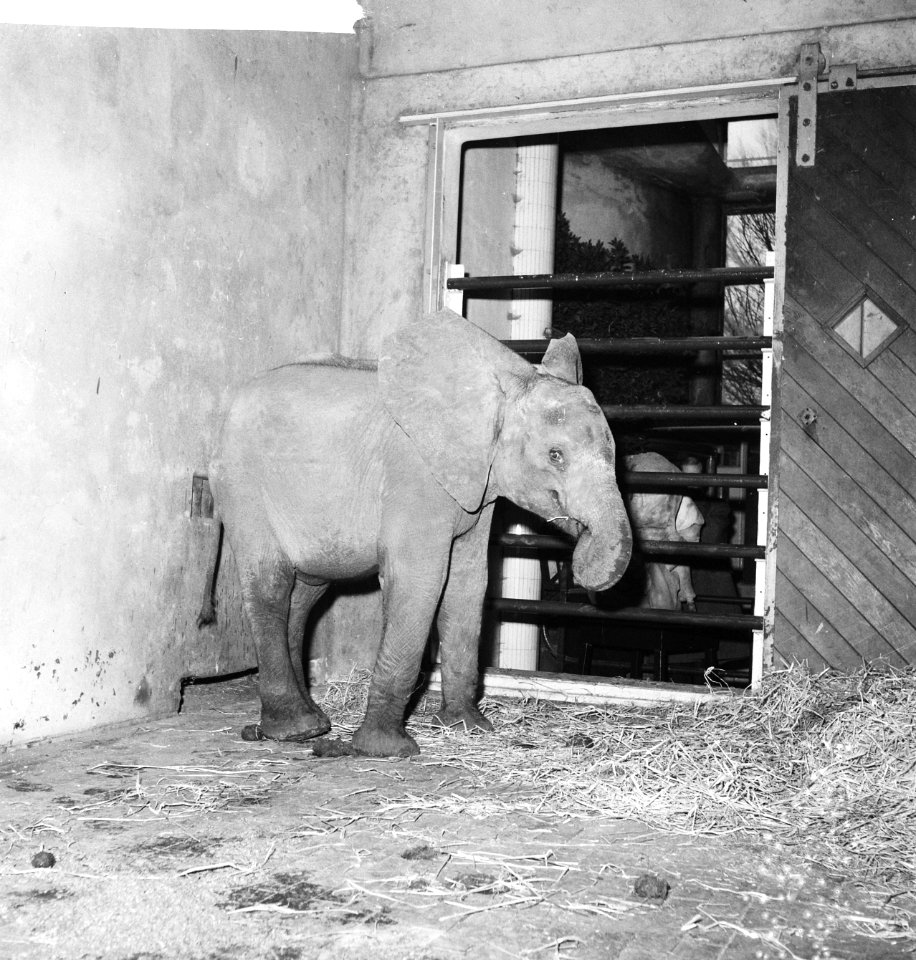 Jonge olifant in Blijdorp Bibi in zijn nieuwe omgeving, Bestanddeelnr 913-3525