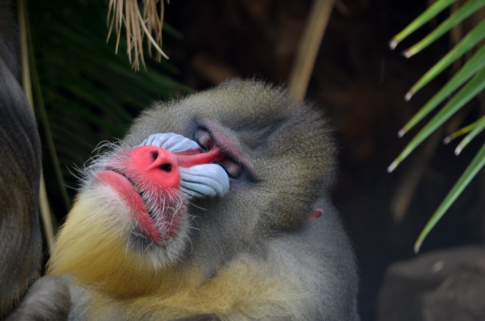 Mammal animal wildlife