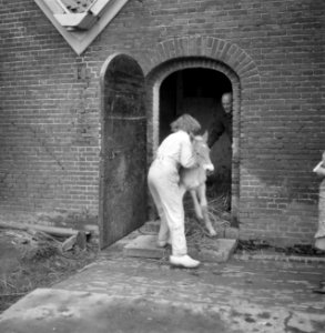 Jonge vrouw met veulen, Bestanddeelnr 252-1955