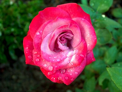 Green pink flower photo