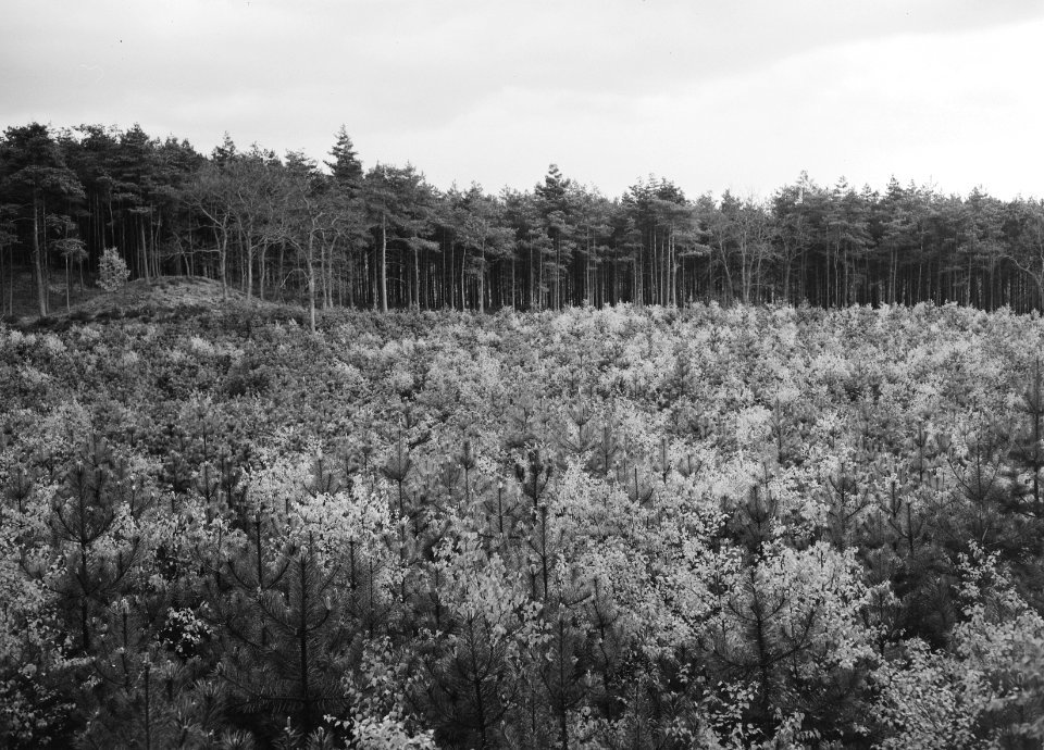 Jonge aanplant in een bos, Bestanddeelnr 165-0356