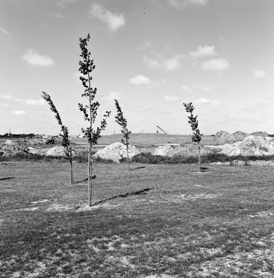 Jonge bomen, zandhopen, Bestanddeelnr 251-3956