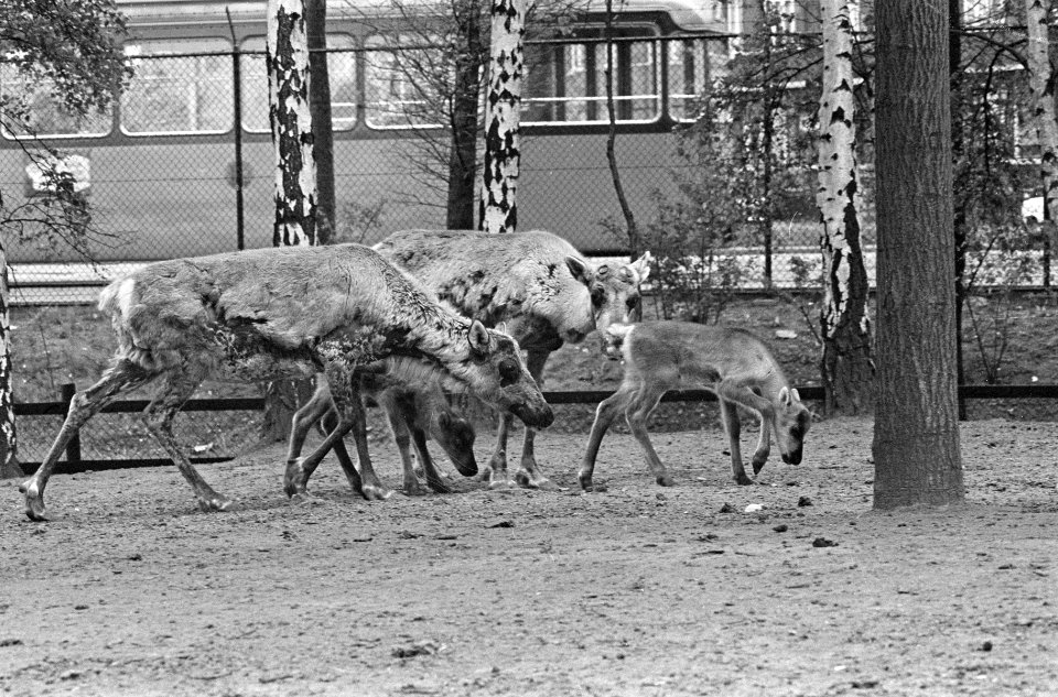 Jonge elandjes in Diergaarde Blijdorp, Bestanddeelnr 913-9576