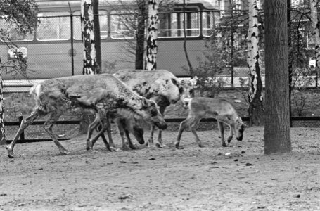 Jonge elandjes in Diergaarde Blijdorp, Bestanddeelnr 913-9576 photo