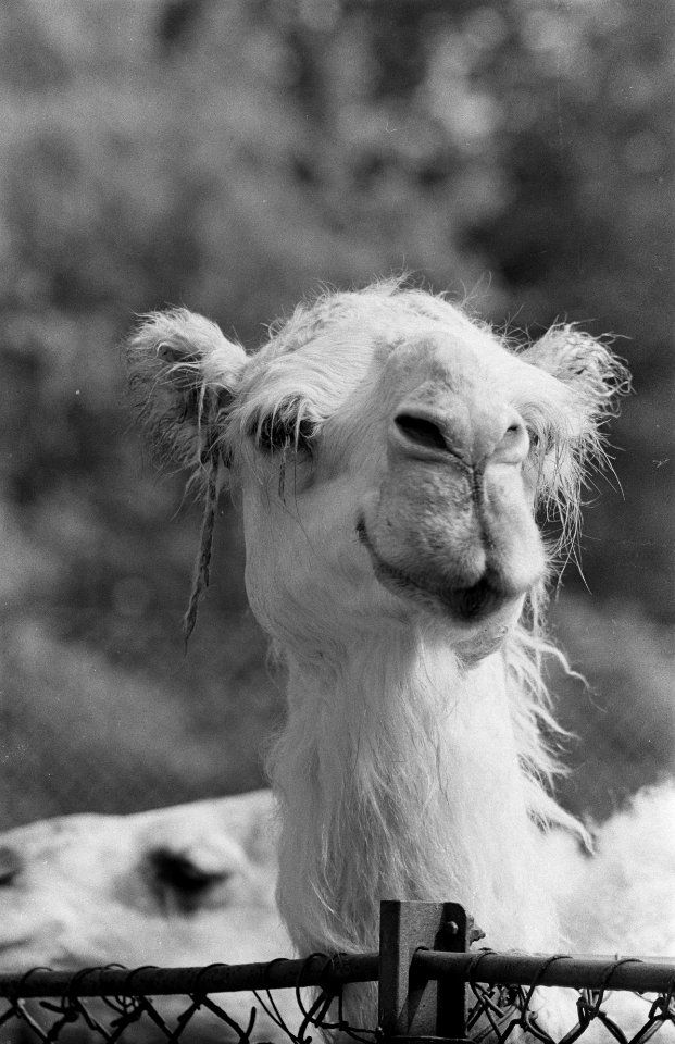Jonge dromedaris in Artis, Bestanddeelnr 915-2004