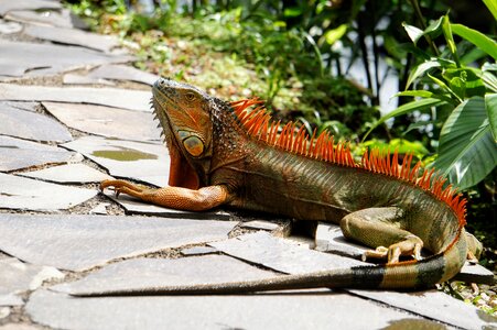 Animal lizard reptile