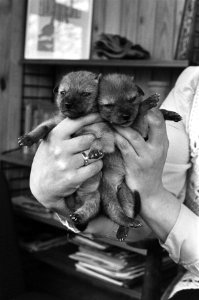 Jonge jakhalzen in Artis, de twee kleine jakhalzen, Bestanddeelnr 927-0995