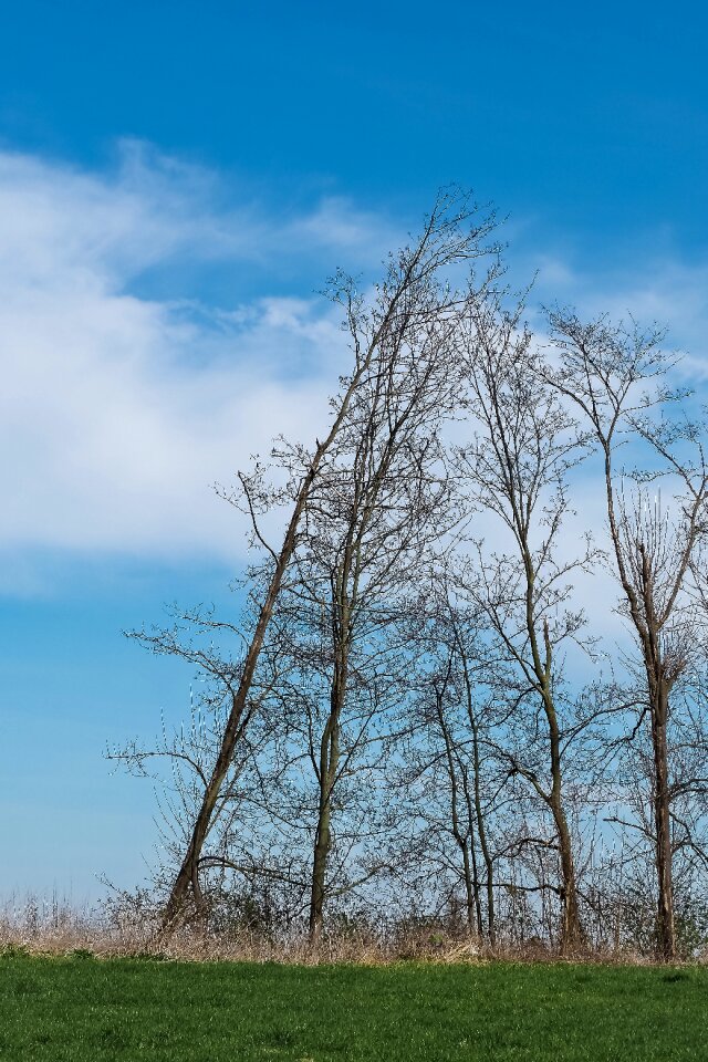 Bare branches blue mood