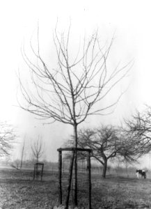 Jonge hoogstam, Bestanddeelnr 193-1240