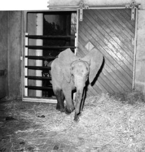 Jonge olifant in Blijdorp, Bestanddeelnr 913-3522