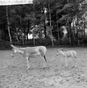 Jonge onager (halfezel) in Blijdorp, Bestanddeelnr 912-5797
