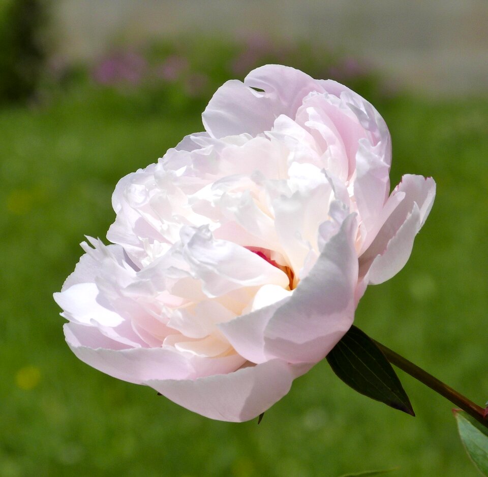 Blooming plant garden