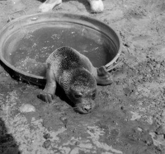 Jonge zeehond, Bestanddeelnr 904-0796