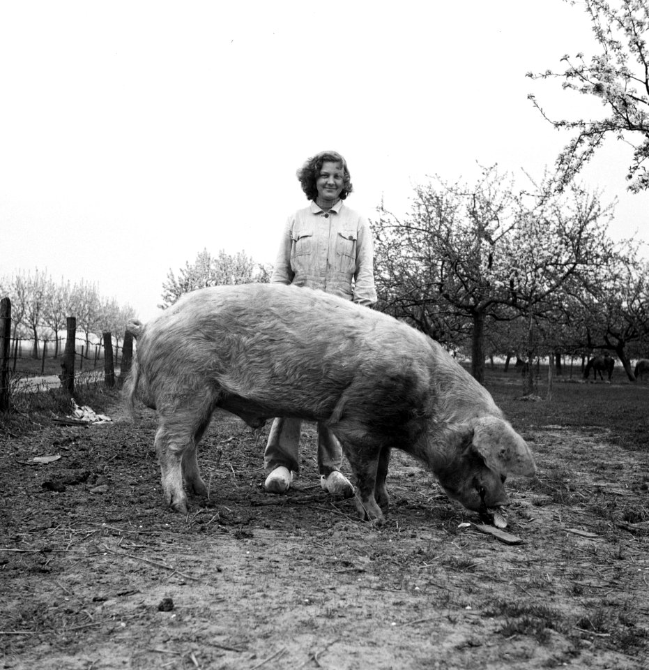 Jonge vrouw bij een varken, Bestanddeelnr 254-3499