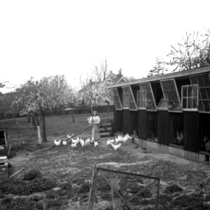 Jonge vrouw bij het kippenhok, Bestanddeelnr 254-3496