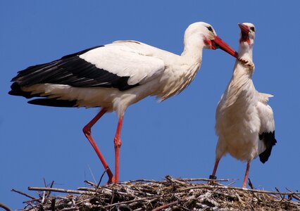 Nest storchennest nature photo