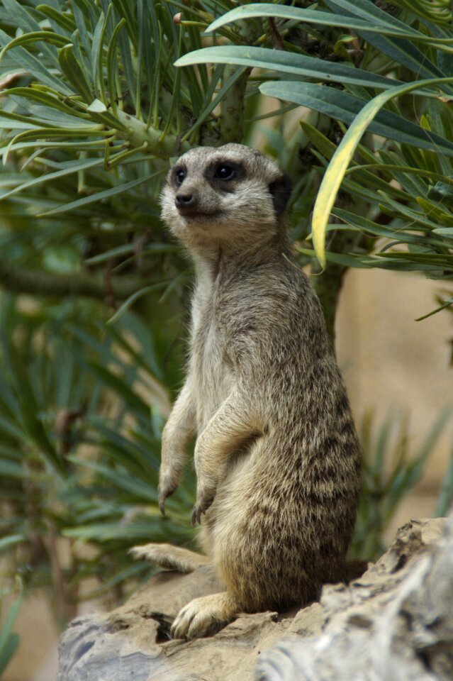 Supervision guard meerkat