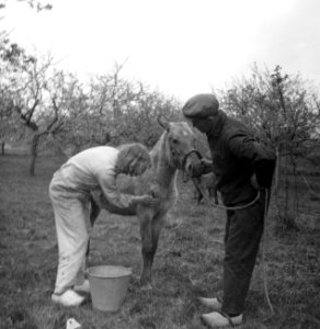 Jonge vrouw verzorgt een paard de boer kijkt toe, Bestanddeelnr 252-1979
