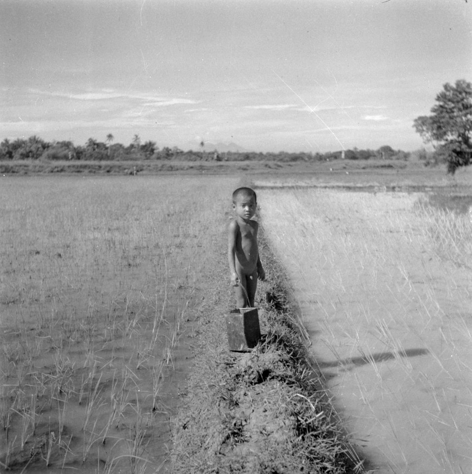 Jongetje op een dijkje in een sawah, Bestanddeelnr 255-6743