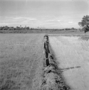 Jongetje op een dijkje in een sawah, Bestanddeelnr 255-6743
