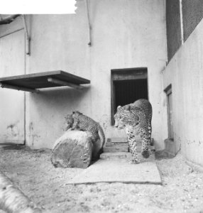 Jonge panter in Blijdorp, Bestanddeelnr 912-9872