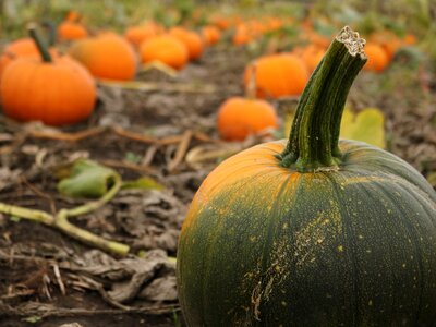 October halloween thanksgiving