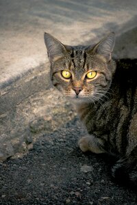 Yellow eyes street cat gutter photo