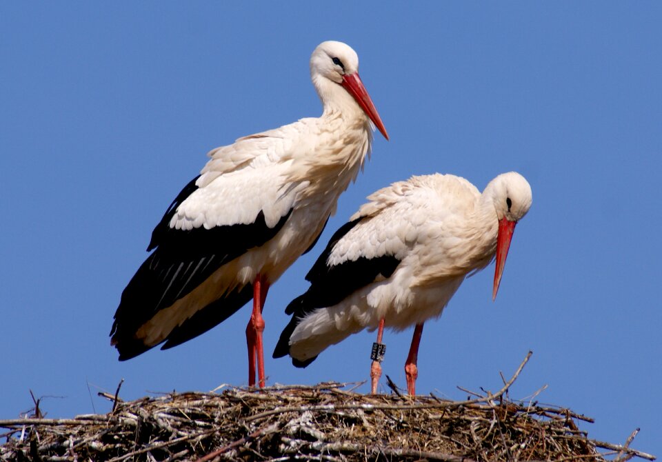 Nest storchennest nature