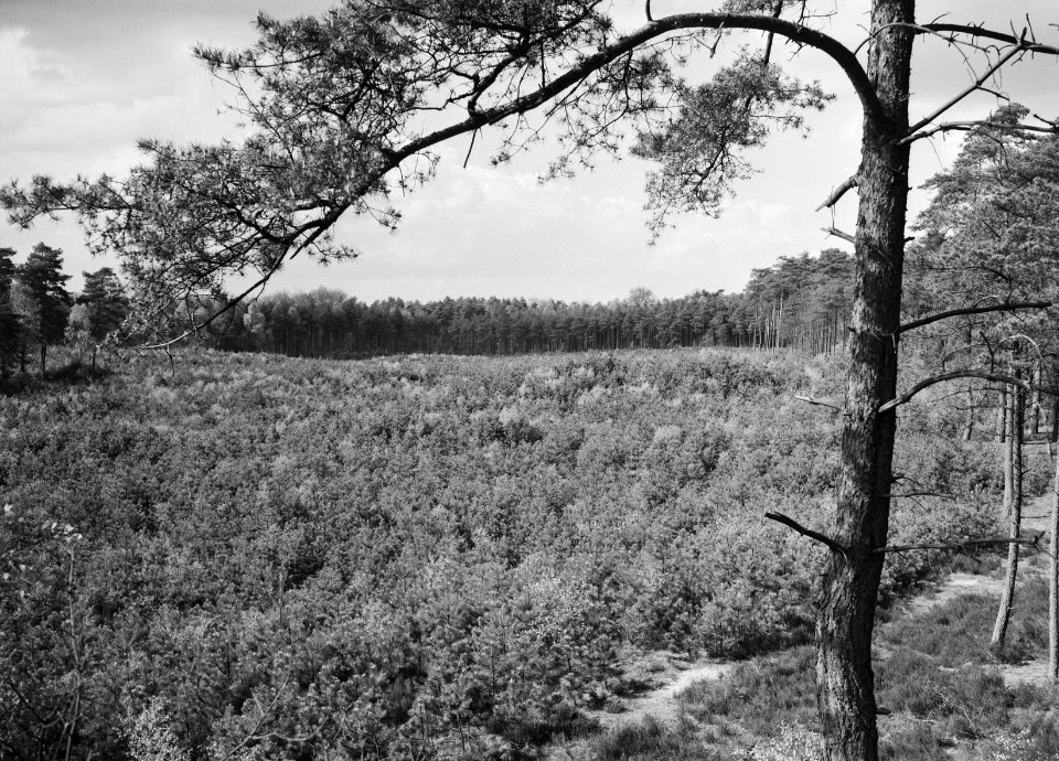 Jonge aanplant in een bos, Bestanddeelnr 165-0353