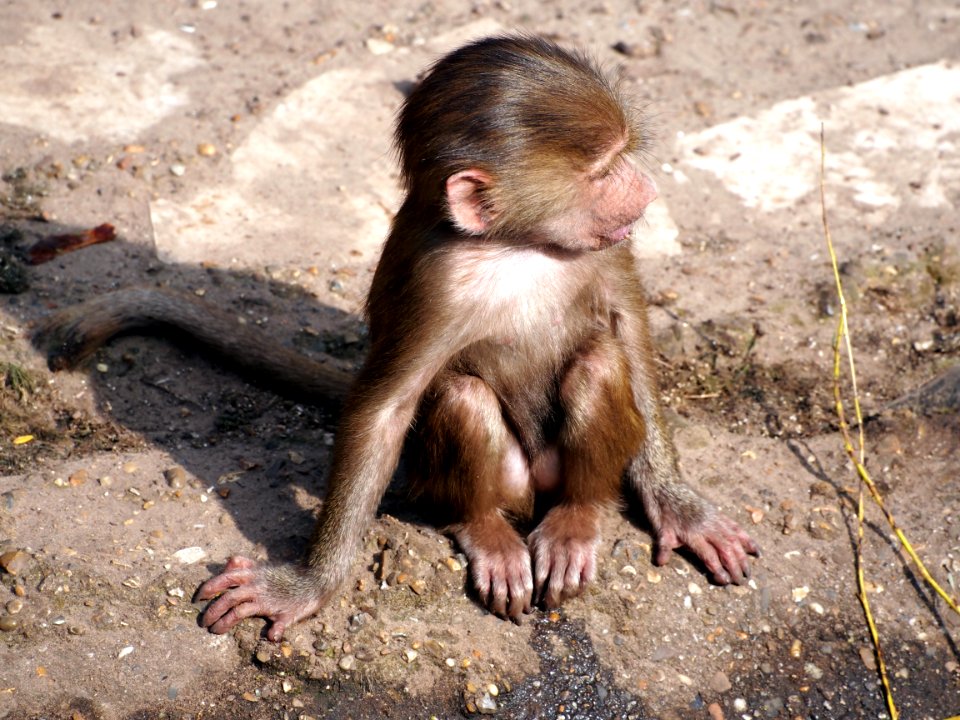 Jonge Baviaan in Dierenpark Amersfoort