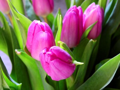 Bloom bouquet birthday