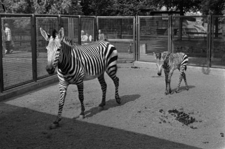 Jonge dieren in Artis, op 13 augustus geboren Bergzebra met moeder, Bestanddeelnr 926-6874