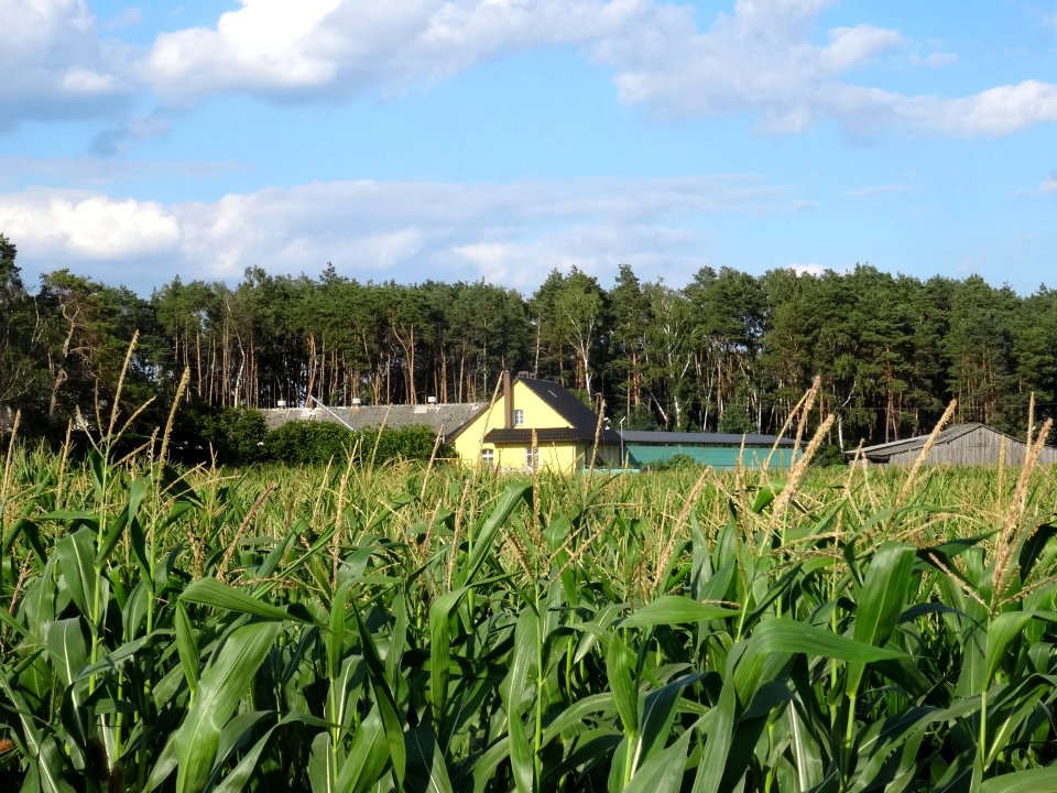 Jezewice kLabiszyna1