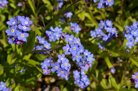Bloom plant blue photo