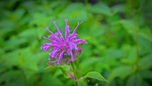 Bloom purple flowers