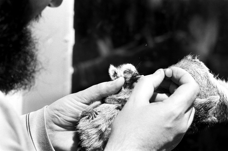 Jonge ringstaartmaki (aap) wordt met pipet gevoerd, Bestanddeelnr 927-9142