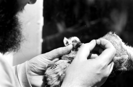 Jonge ringstaartmaki (aap) wordt met pipet gevoerd, Bestanddeelnr 927-9142
