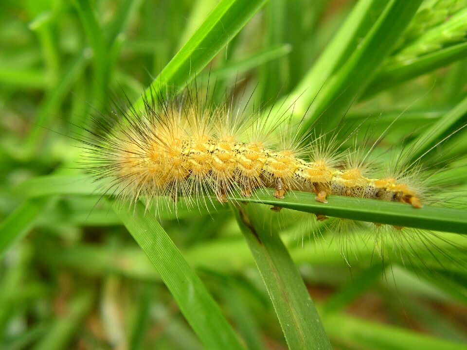 Caterpillar safari africa