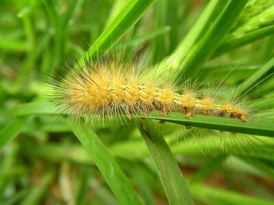 Caterpillar safari africa