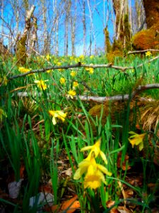 Jonquille in jura forest. Région Bourgogne-Franche-Comté photo