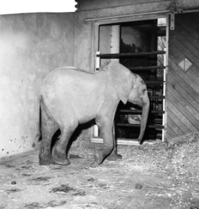 Jonge olifant in Blijdorp Bibi in zijn nieuwe omgeving, Bestanddeelnr 913-3523