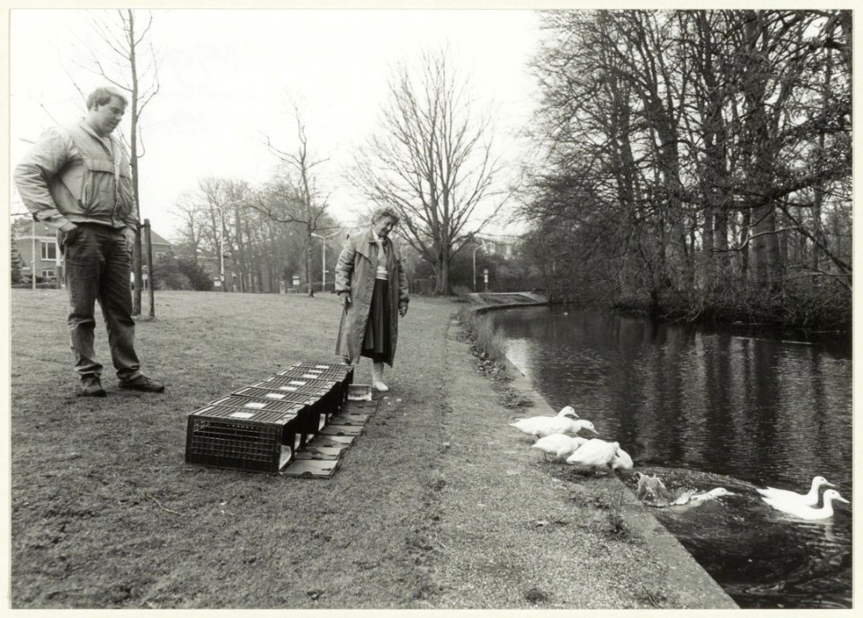 Jonge witte eenden worden uitgezet in de Brouwersvaart. NL-HlmNHA 54032201