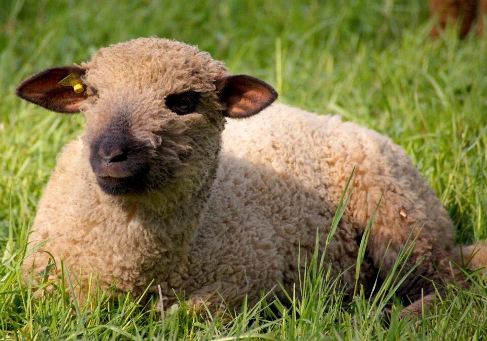 Head fur agriculture