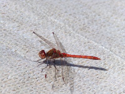 Nature wing red dragonfly