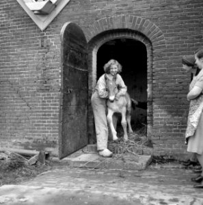 Jonge vrouw met veulen, Bestanddeelnr 252-1956