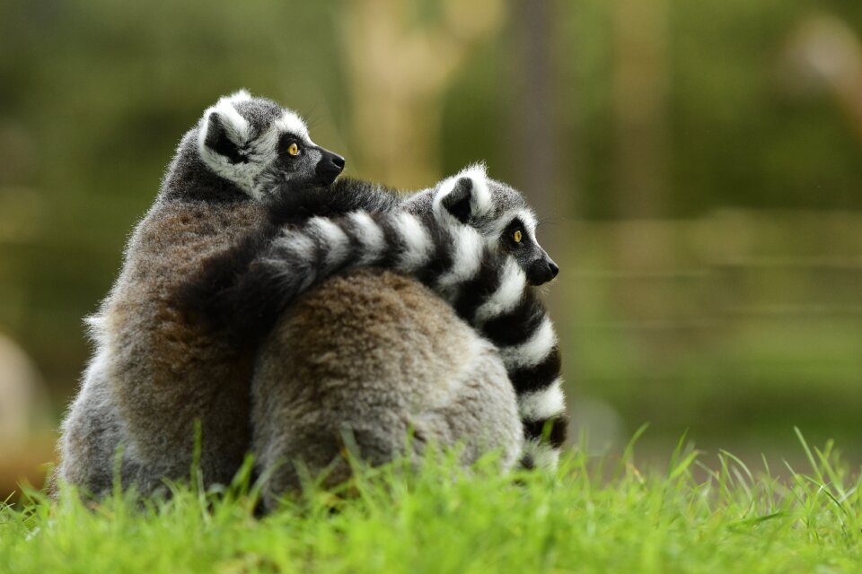 Protect green grass striped tail