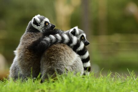 Protect green grass striped tail